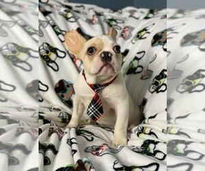 French Bulldog Puppy for sale in BOSTON, MA, USA