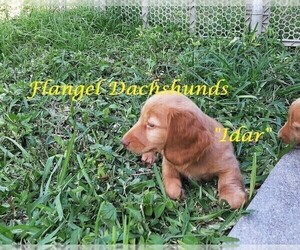 Dachshund Puppy for sale in CUTLER BAY, FL, USA