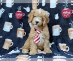 Milo - Male Cavapoo (Miniature) Puppy for Sale - Photo #9