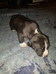 Small #5 American Pit Bull Terrier