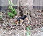 Small #13 Beagle-Chihuahua Mix