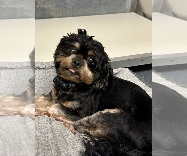 Medium Photo #1 Cavalier King Charles Spaniel-Unknown Mix Puppy For Sale in Glen Allen, VA, USA