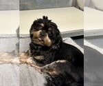 Small Cavalier King Charles Spaniel Mix