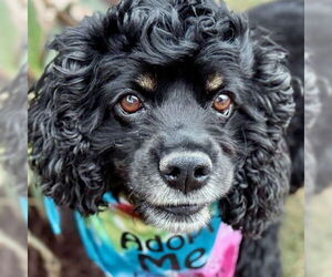 Cocker Spaniel Dogs for adoption in Arlington, VA, USA