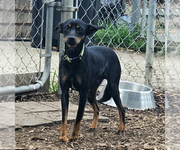 Medium Photo #6 Miniature Pinscher Puppy For Sale in Bloomingdale, NJ, USA