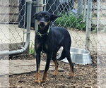 Small #5 Miniature Pinscher
