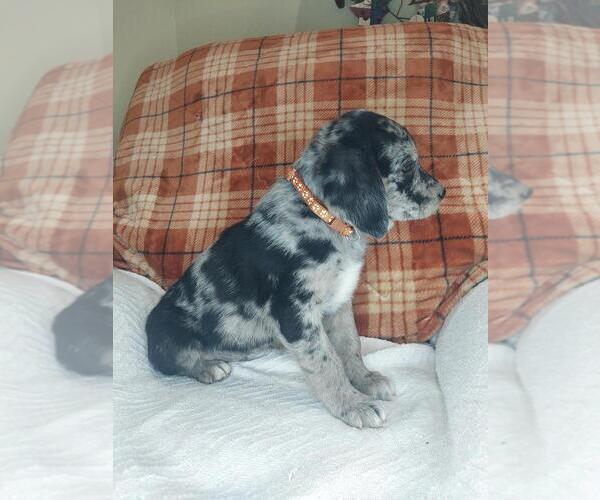 Medium Photo #3 Sheprador Puppy For Sale in LEWISBURG, KY, USA