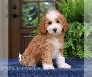 Cavapoo (Miniature) Puppy for sale in NARVON, PA, USA