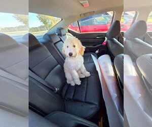 Aussiedoodle Dogs for adoption in Columbus, IN, USA