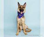 Small German Shepherd Dog
