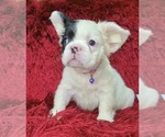 Small Photo #92 French Bulldog Puppy For Sale in CHICAGO, IL, USA