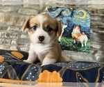 Small #6 Pembroke Welsh Corgi