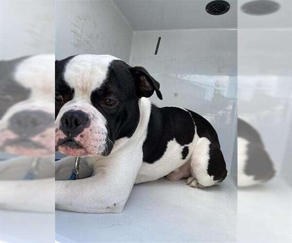 Medium Photo #1 American Bulldog-Unknown Mix Puppy For Sale in Houston, TX, USA