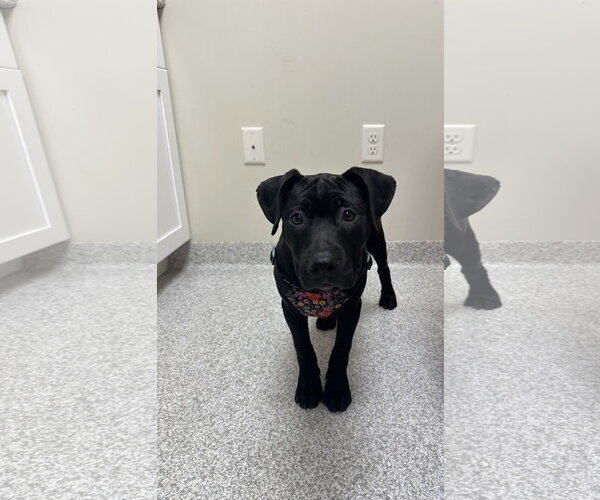 Medium Photo #2 Mutt Puppy For Sale in Lancaster, PA, USA
