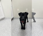 Small #1 Mutt