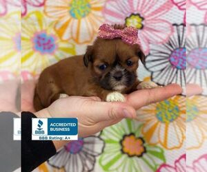 Shih Tzu Puppy for sale in WINNSBORO, LA, USA