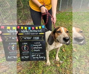 Treeing Walker Coonhound-Unknown Mix Dogs for adoption in Hinton, WV, USA