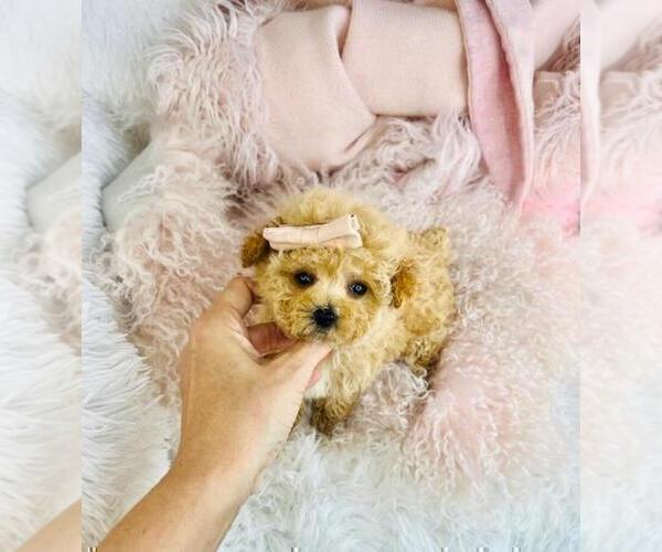 Medium Photo #4 Poodle (Toy) Puppy For Sale in TAMPA, FL, USA