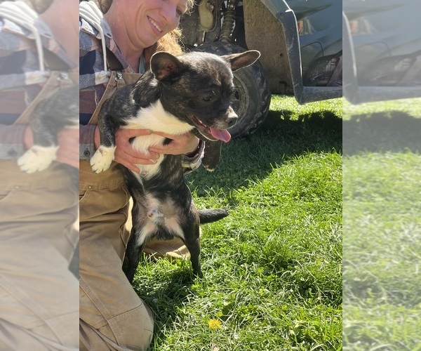 Medium Photo #4 French Bullhuahua Puppy For Sale in SPRAGGS, PA, USA