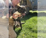 Small #3 French Bullhuahua