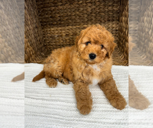 Bernedoodle (Miniature) Puppy for Sale in UNIONVILLE, Iowa USA