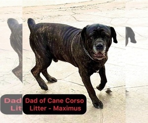 Father of the Cane Corso puppies born on 04/30/2025