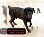 Small Photo #1 Cane Corso Puppy For Sale in WOODLAND HILLS, CA, USA