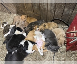 Mutt Dogs for adoption in NEELY, MS, USA