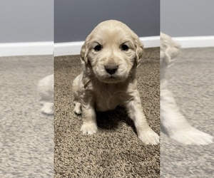 Golden Retriever Puppy for sale in DALY CITY, CA, USA