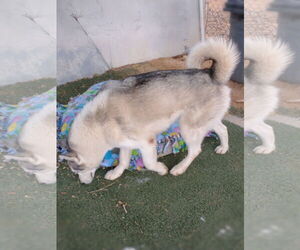 Lobo - - Male Siberian Husky Dog for Adoption - Photo #7