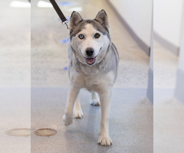 Medium Photo #1 Siberian Husky Puppy For Sale in Waterford, VA, USA