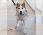 Small Siberian Husky