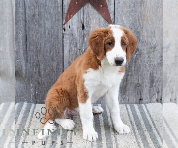 Medium Photo #4 Bernedoodle (Miniature) Puppy For Sale in SUNBURY, PA, USA