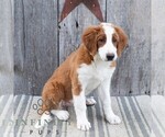 Small #3 Bernedoodle (Miniature)