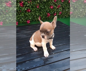 French Bulldog Puppy for sale in SAN DIEGO, CA, USA