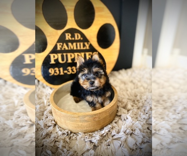 Medium Photo #5 Yorkshire Terrier Puppy For Sale in CROSSVILLE, TN, USA
