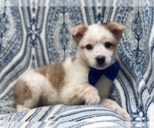 Texas Heeler Puppy for sale in LAKELAND, FL, USA