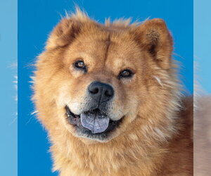 Chow Chow Dogs for adoption in Pasadena, CA, USA