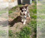 Small Photo #1 Huskies -Unknown Mix Puppy For Sale in Dallas, TX, USA
