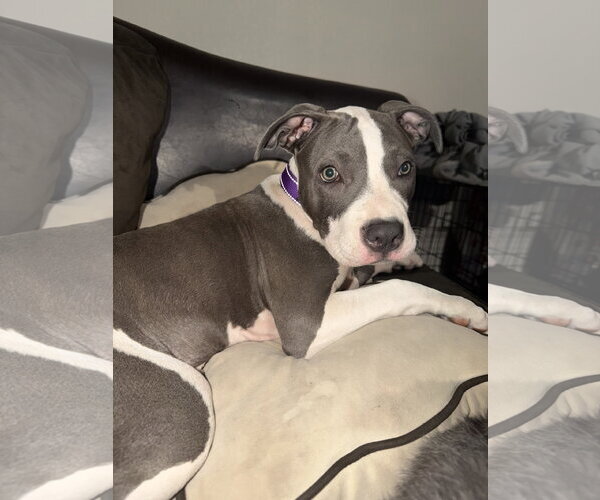 Medium Photo #9 American Pit Bull Terrier-Unknown Mix Puppy For Sale in Chandler, AZ, USA