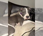 Small #8 American Pit Bull Terrier Mix