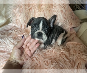 French Bulldog Puppy for sale in BOSTON, MA, USA