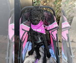 Small Photo #3 Poodle (Standard)-Unknown Mix Puppy For Sale in Shermans Dale, PA, USA