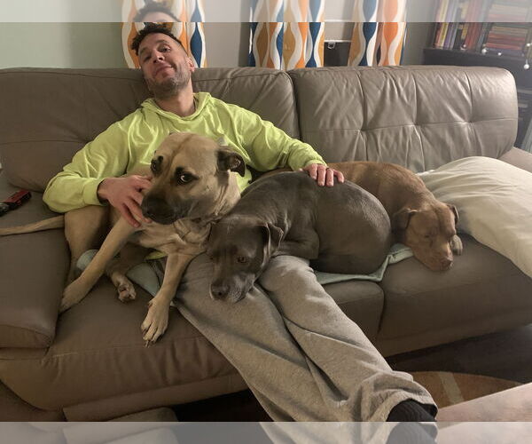 Medium Photo #15 American Staffordshire Terrier-Unknown Mix Puppy For Sale in Arlington, VA, USA