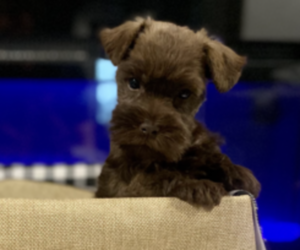 Schnauzer (Miniature) Puppy for sale in LUFKIN, TX, USA