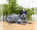 Small #3 Australian Cattle Dog