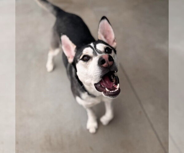 Medium Photo #7 Siberian Husky-Unknown Mix Puppy For Sale in Muskegon, MI, USA