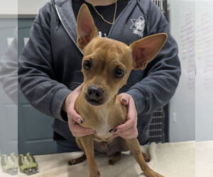 Chihuahua-Unknown Mix Dogs for adoption in Chico, CA, USA