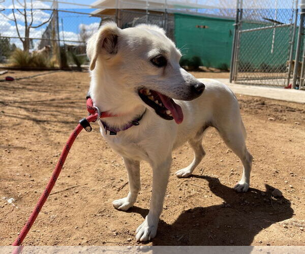 Medium Photo #9 Beagle-Chihuahua Mix Puppy For Sale in Apple Valley, CA, USA