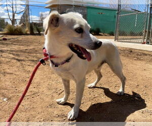 Gandalf - - Male Cheagle Dog for Adoption - Photo #9